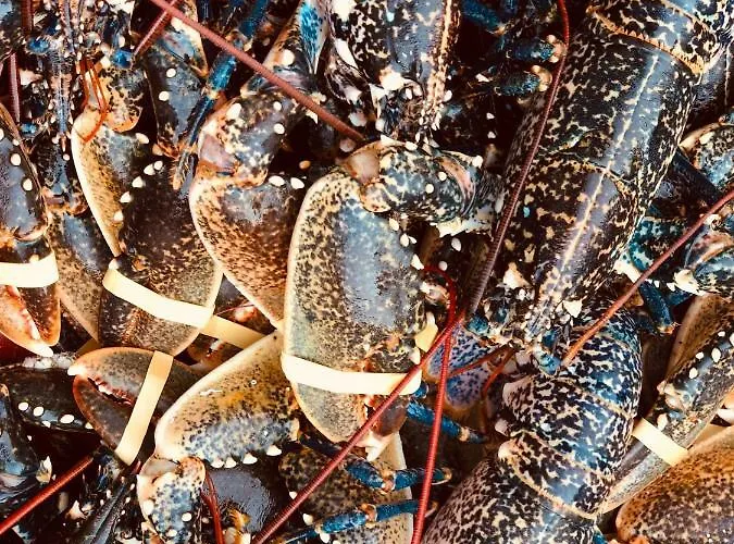 Le Parc Aux Huîtres 2* Cayeux-sur-Mer